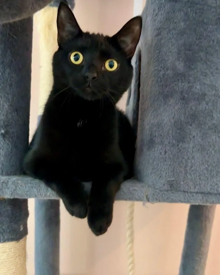 A young large-sized male Domestic Short Hair cat named Dumpling Joe for adoption in Cincinnati, OH