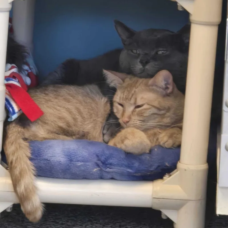 Mama Princess thumbnail 2