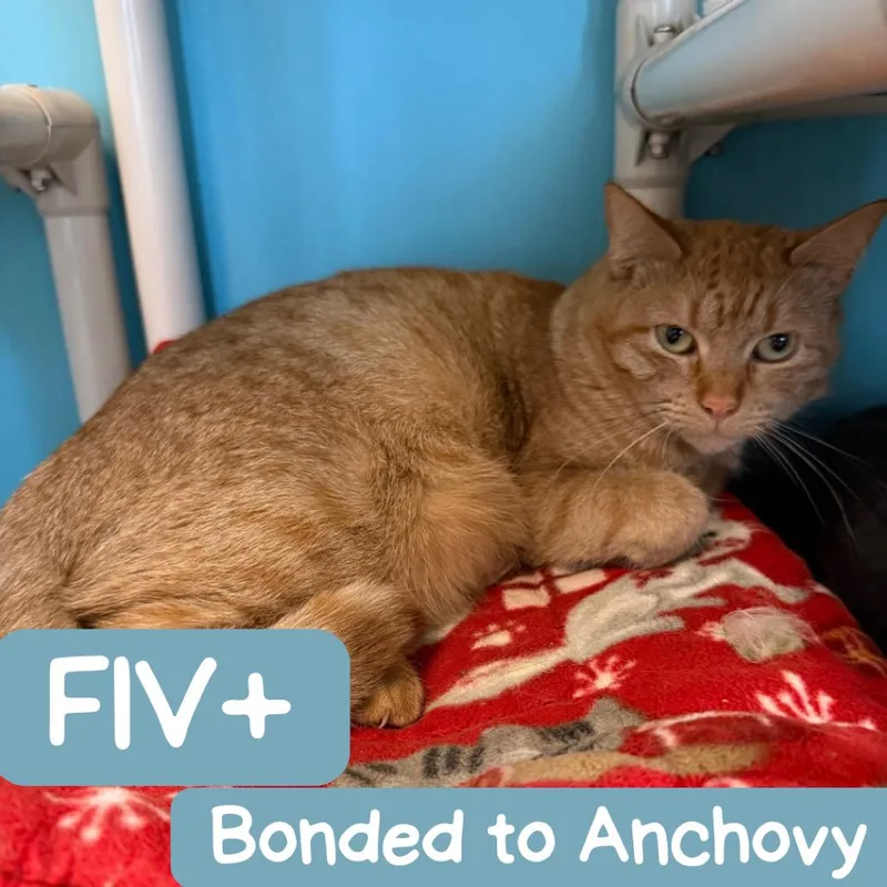 Mama Princess thumbnail 4