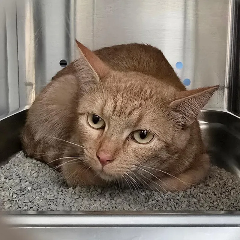 Mama Princess thumbnail 5