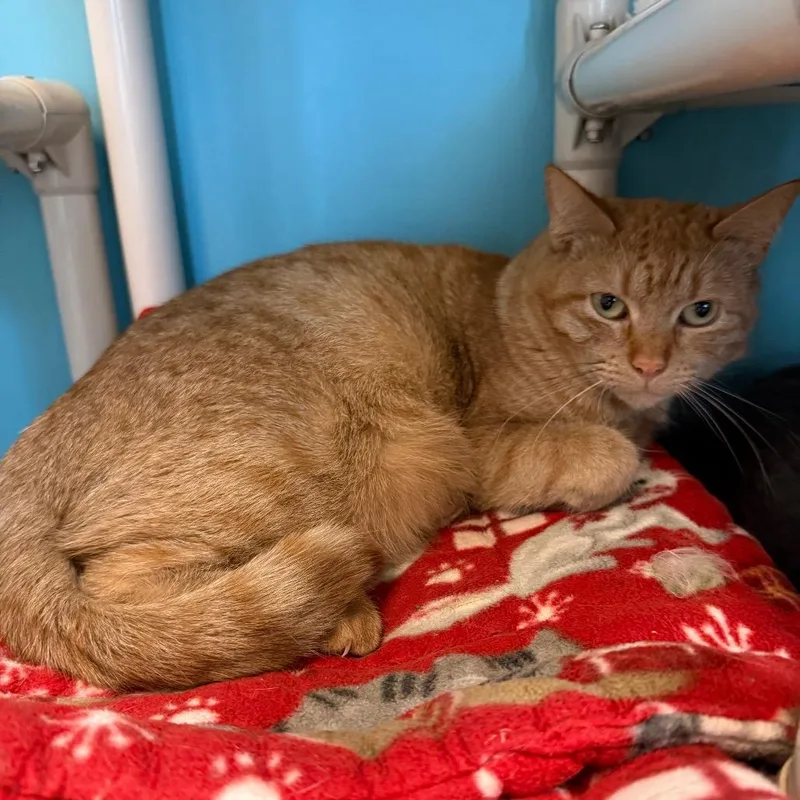 Mama Princess thumbnail 6