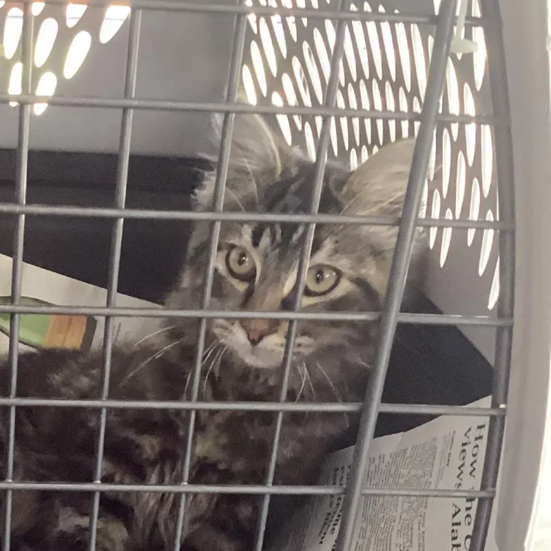 Mr. Mittens thumbnail 2