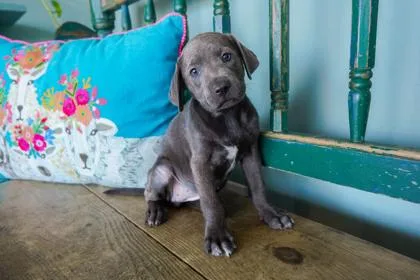 A baby small-sized female Labrador Retriever dog named Martina for adoption in San Antonio, TX