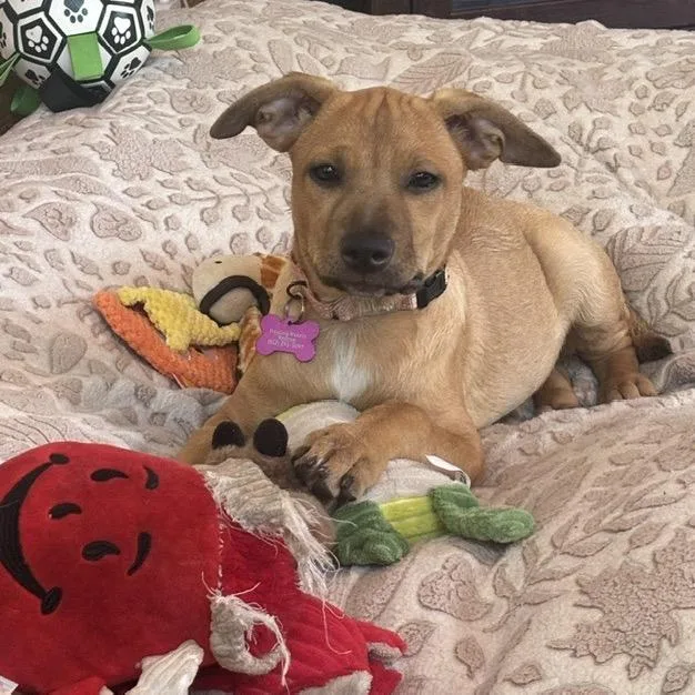 A baby medium-sized female Terrier dog named Harper for adoption in Crystal, MN