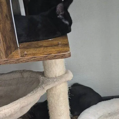 A baby small-sized female Black Domestic Short Hair cat named Starlight for adoption in Tampa, FL