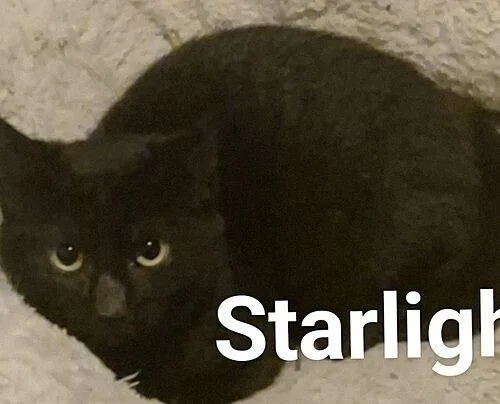Starlight thumbnail 2