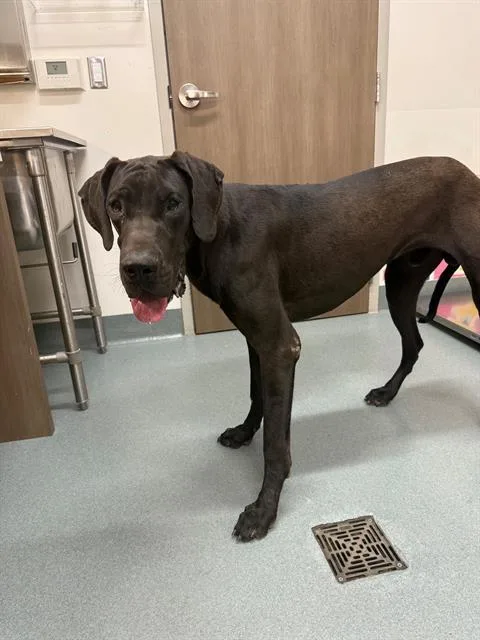 An adult large-sized male Great Dane dog named Apollo for adoption in Baytown, TX