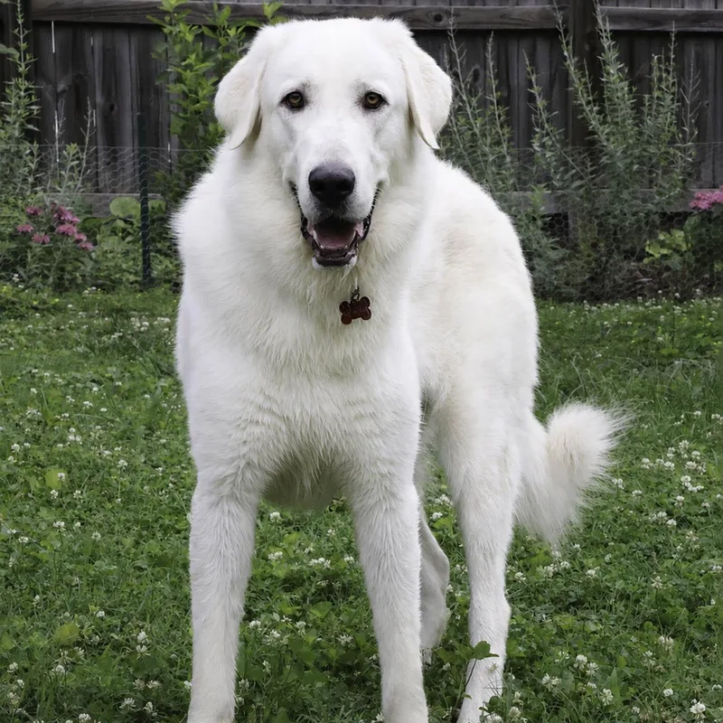 An adult large-sized male White / Cream Anatolian Shepherd dog named Reagan for adoption in Nashville, TN