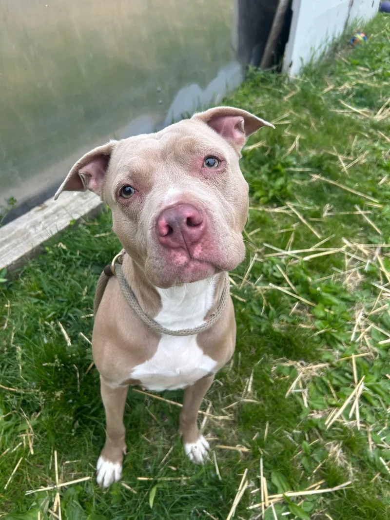 An adult medium-sized female Yellow / Tan / Blond / Fawn Pit Bull Terrier dog named Karmina for adoption in Chicago, IL