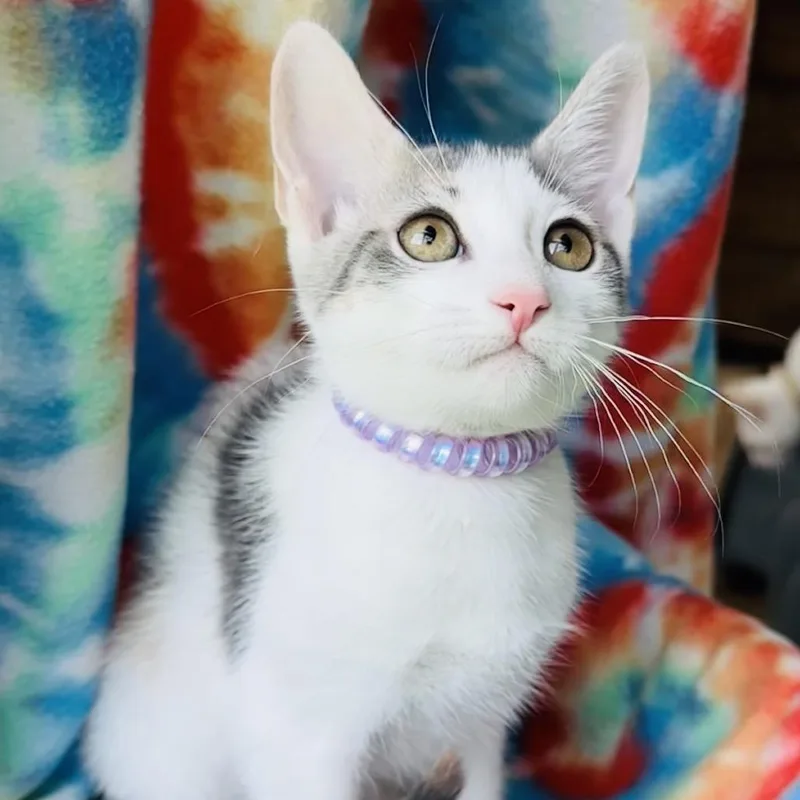 A baby small-sized female White Domestic Short Hair cat named Lilac for adoption in Santa Fe, TX