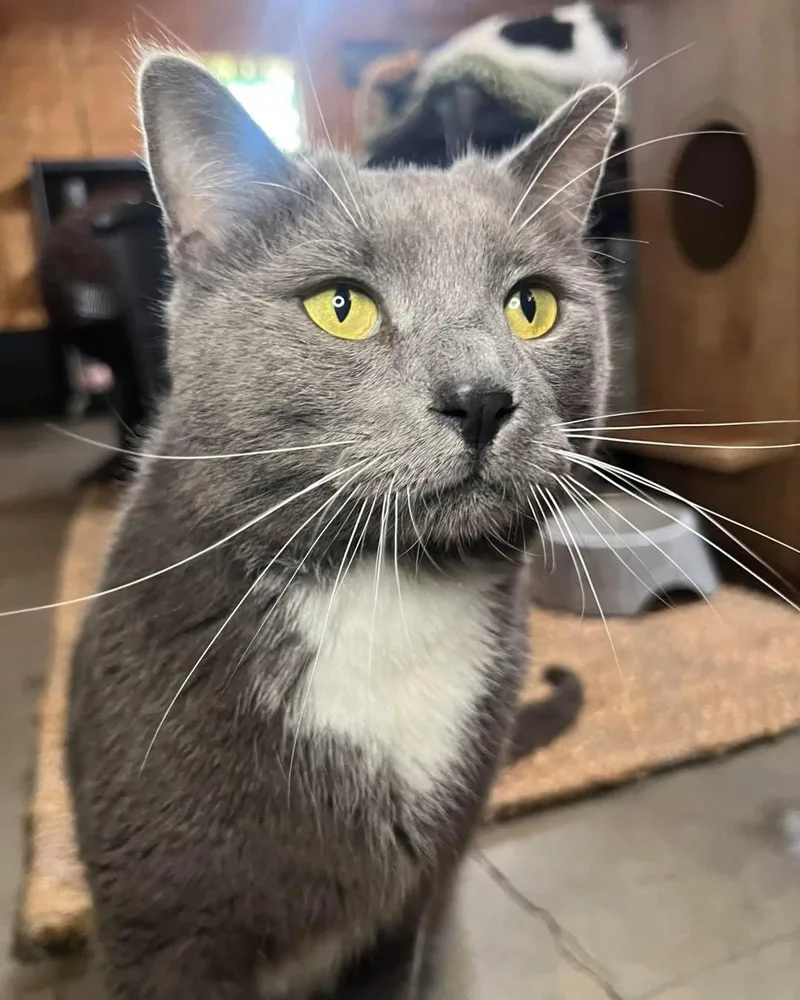 An adult medium-sized male Domestic Short Hair cat named Audie for adoption in Hammond, LA