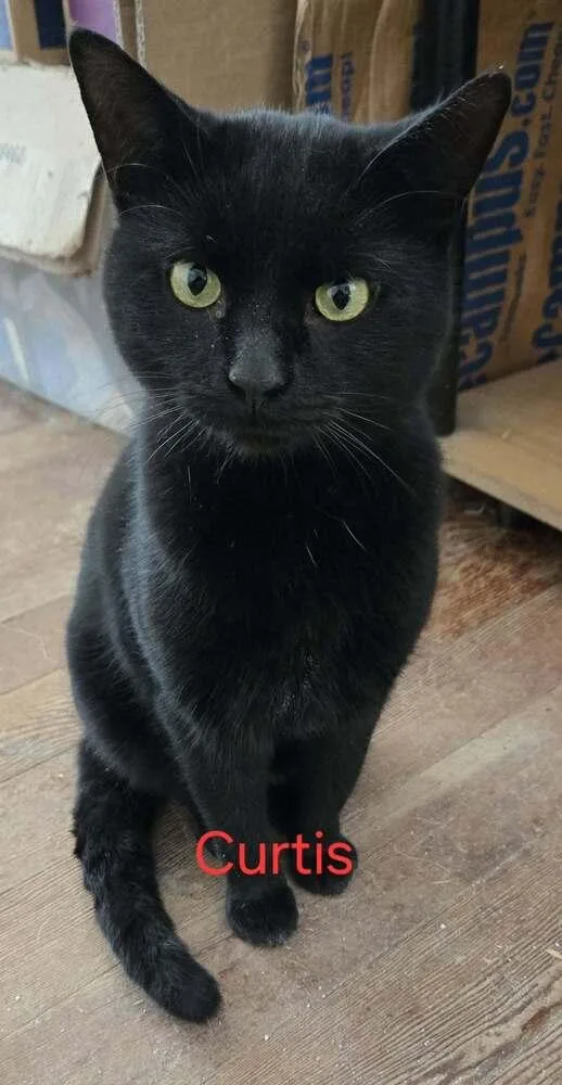 Curtis thumbnail 2