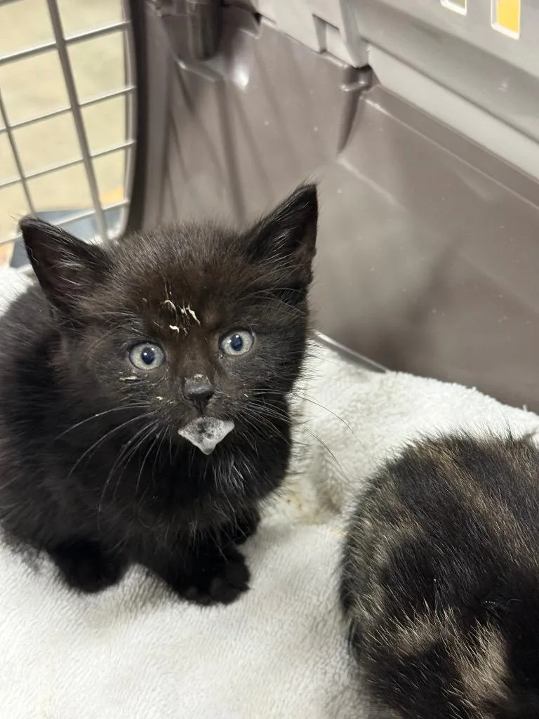 A baby small-sized male Domestic Short Hair cat named Horce for adoption in Thousand Oaks, CA