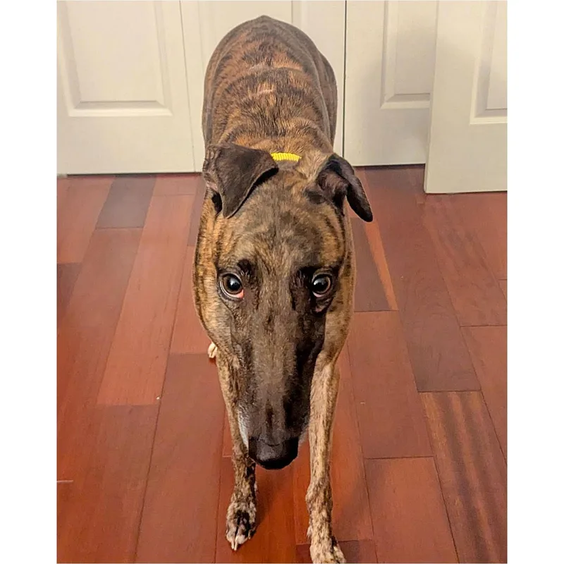 An adult large-sized male Greyhound dog named Arroyo Miles for adoption in Tarpon Springs, FL