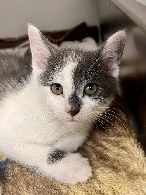 A baby small-sized male Gray & White Domestic Short Hair cat named Bluey for adoption in Webster, WI