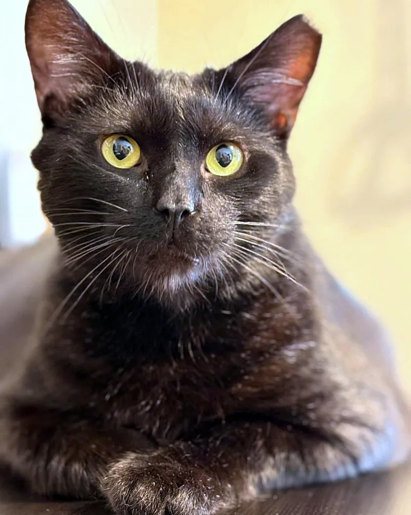 An adult large-sized male Black Domestic Short Hair cat named Happy for adoption in Pittsburgh, PA