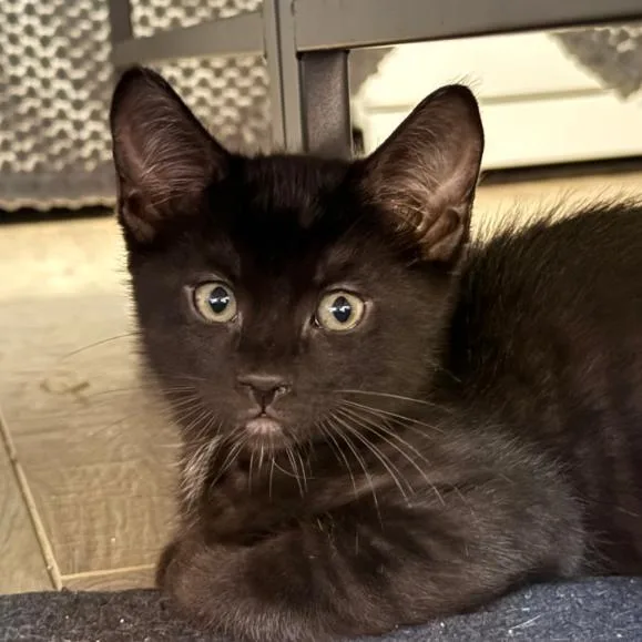 A baby small-sized male Black Domestic Short Hair cat named Orion for adoption in Oceanside, CA