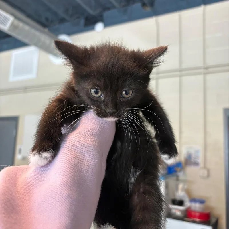 A baby small-sized female Black Domestic Short Hair cat named Maeve for adoption in Huntington, WV