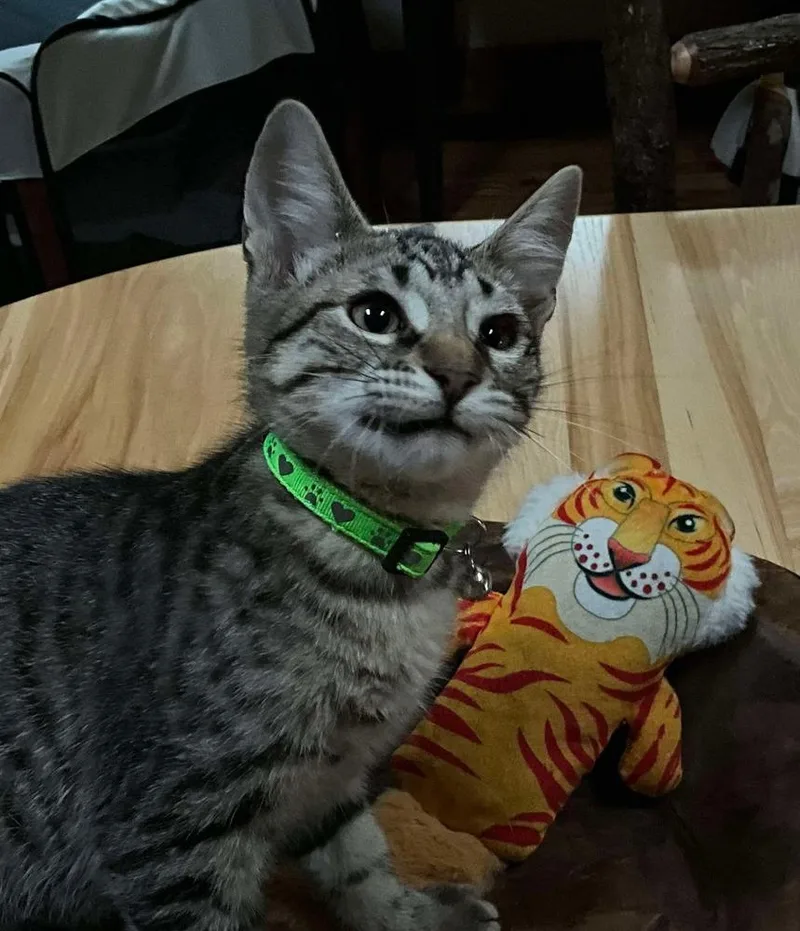 Mocha Chip thumbnail 2