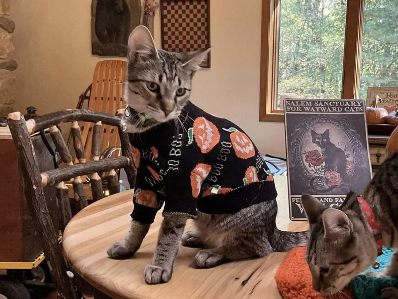 Mocha Chip thumbnail 3