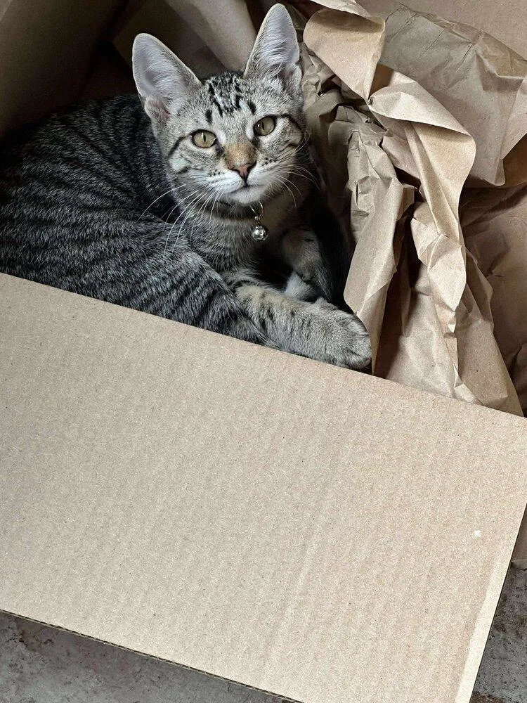 Mocha Chip thumbnail 4