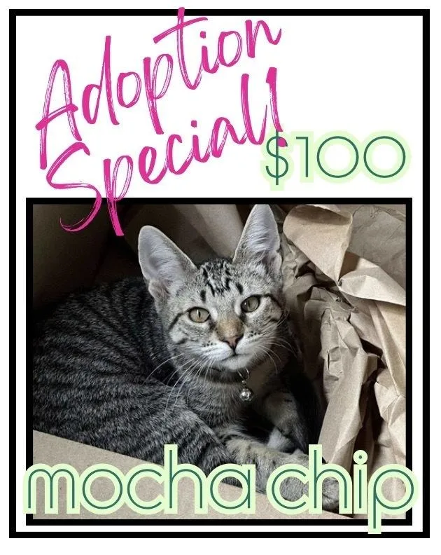Mocha Chip thumbnail 5