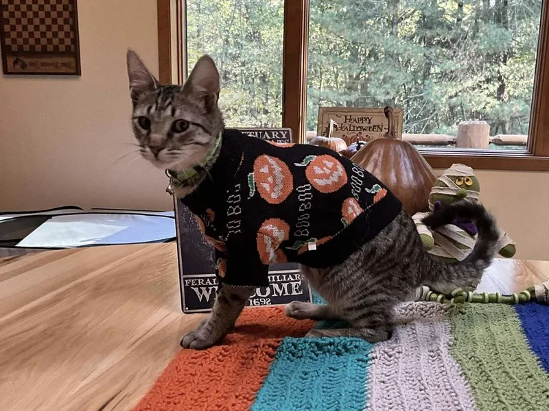 Mocha Chip thumbnail 6