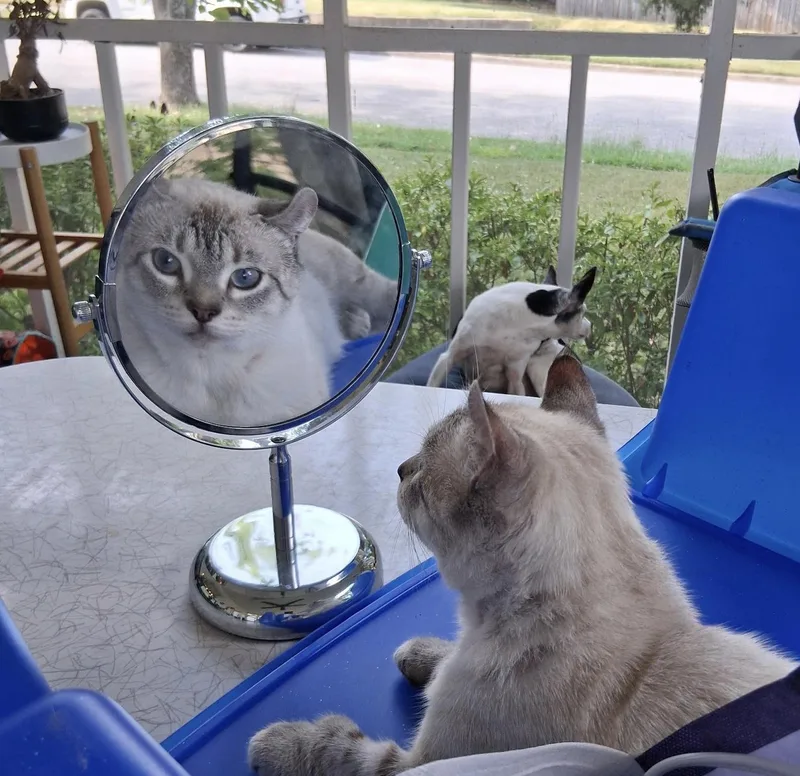 A young medium-sized female Munchkin cat named Juliet and Lowerlie for adoption in Granby, CT