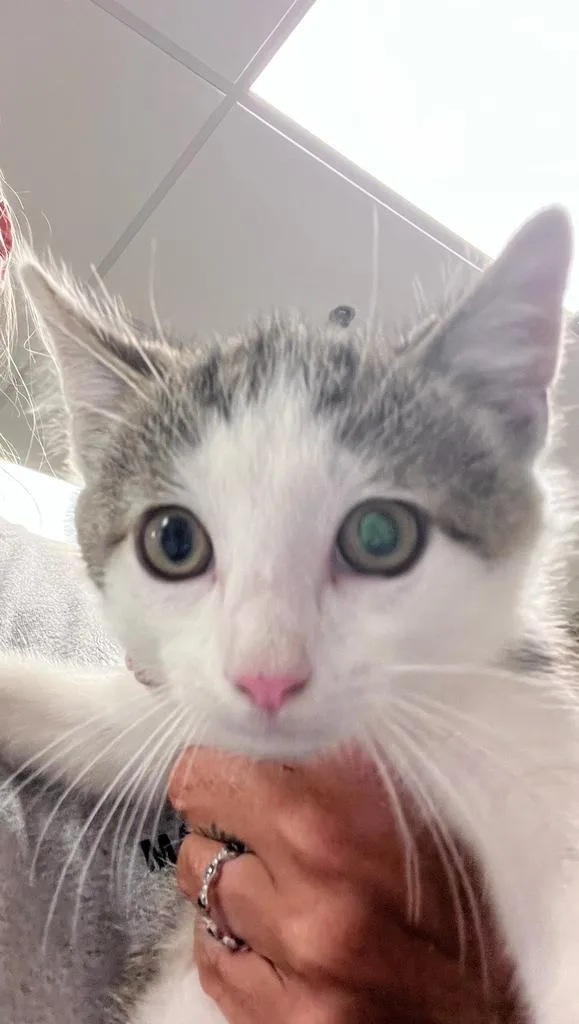A baby small-sized male Domestic Short Hair cat named Fudge pop for adoption in Greenfield, IN