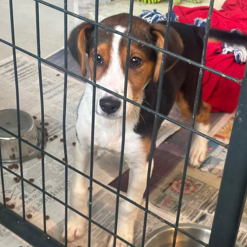 A baby small-sized male White / Cream Beagle dog named Zanka for adoption in Clanton, AL