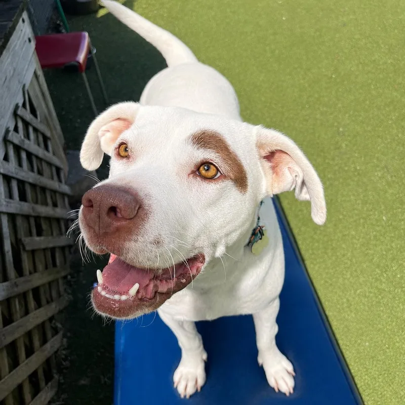 A young medium-sized female Mixed Breed dog named Cookie for adoption in New Bedford, MA