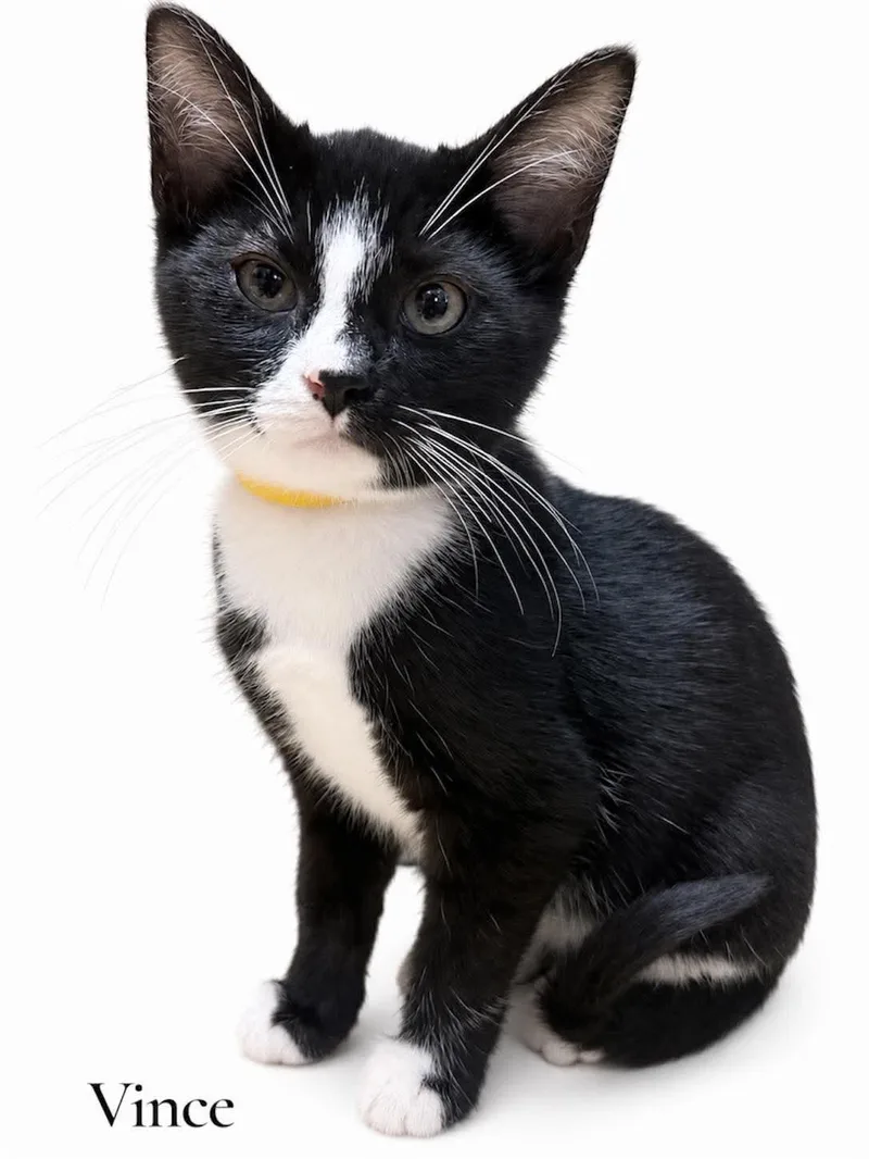A baby medium-sized male Black & White / Tuxedo Domestic Short Hair cat named Vince for adoption in Stevensville, MI