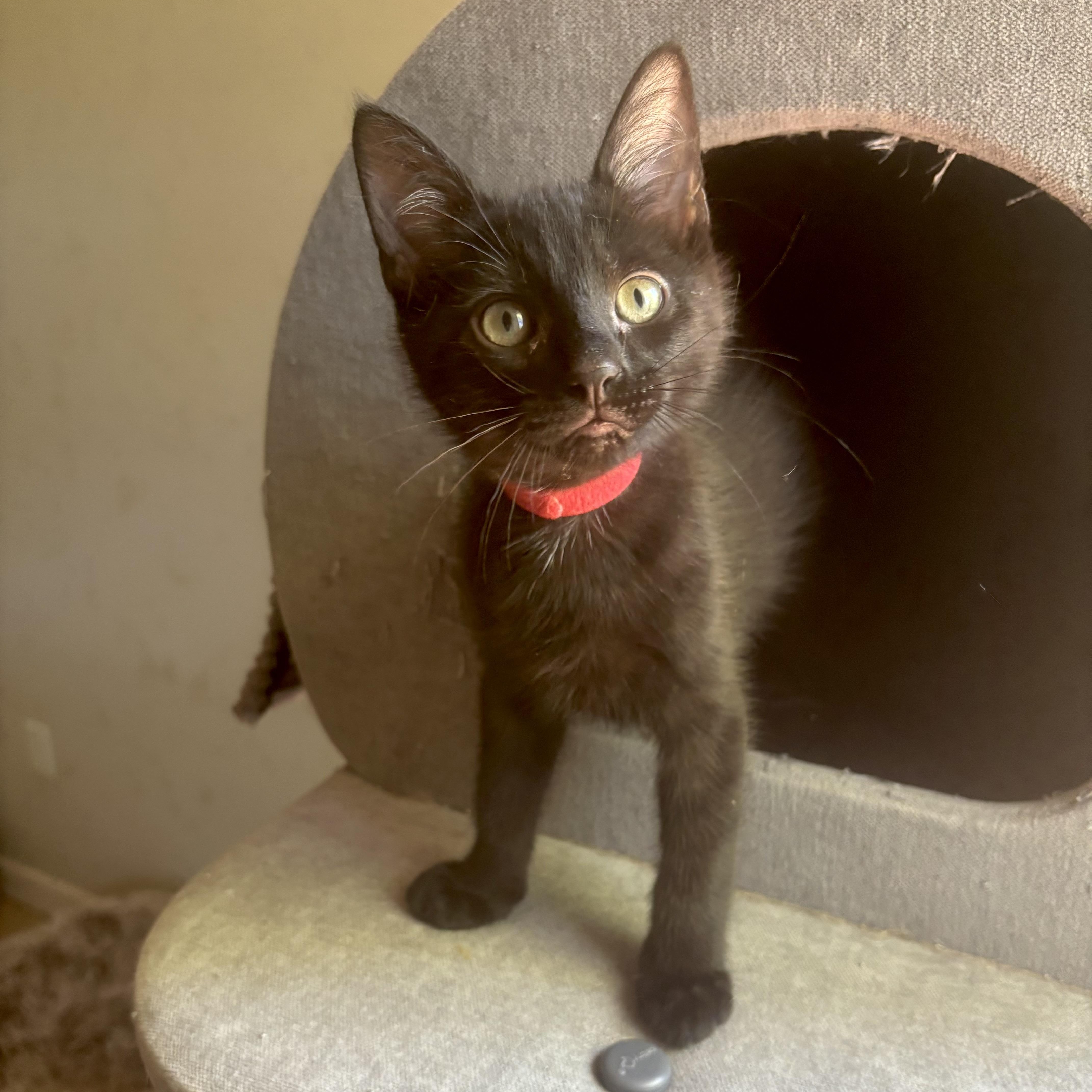 A baby medium-sized male Black Domestic Short Hair cat named Tea Rose for adoption in Richmond, VA
