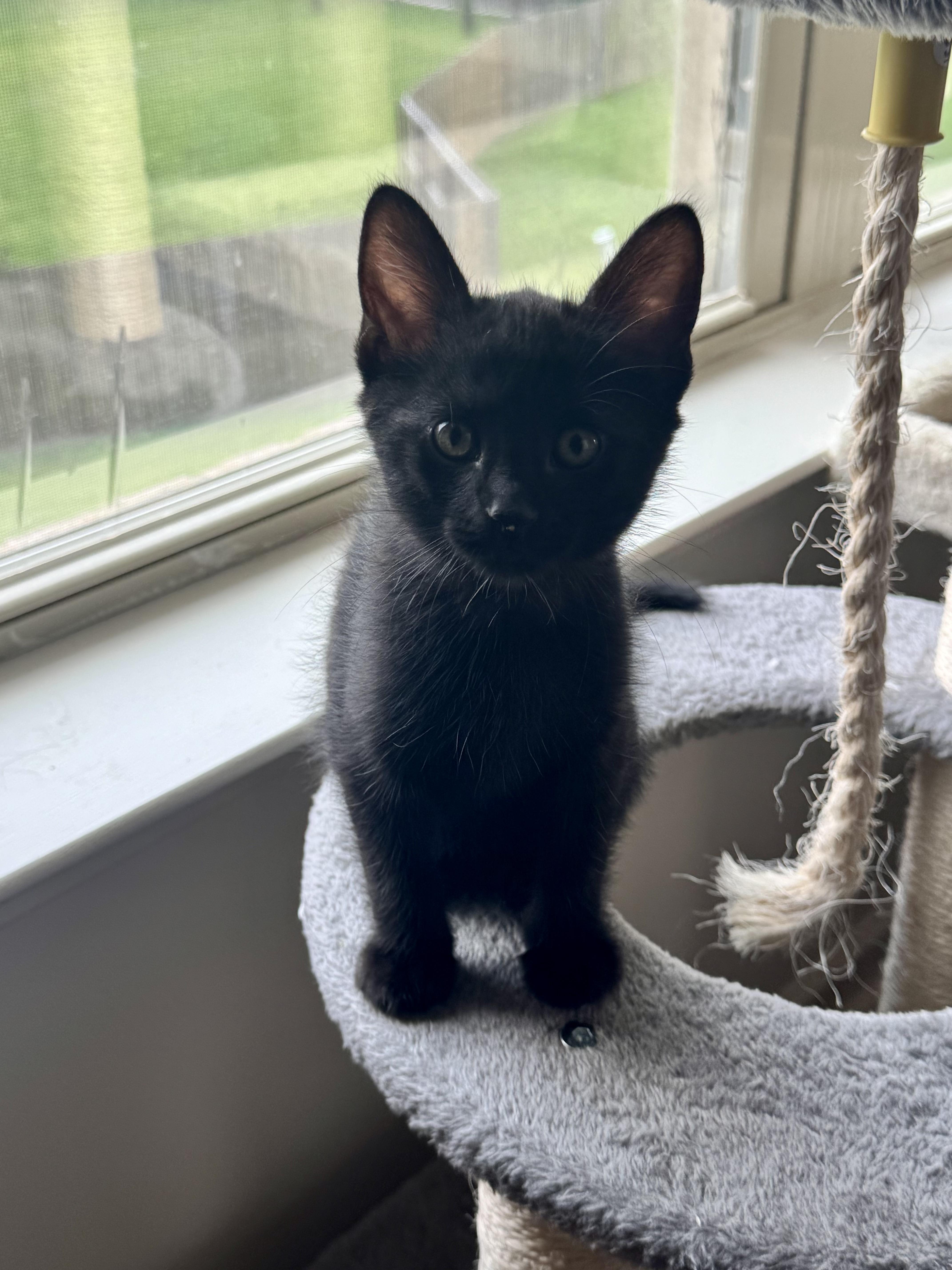 A baby medium-sized male Black Domestic Short Hair cat named Italian for adoption in Rossville, TN