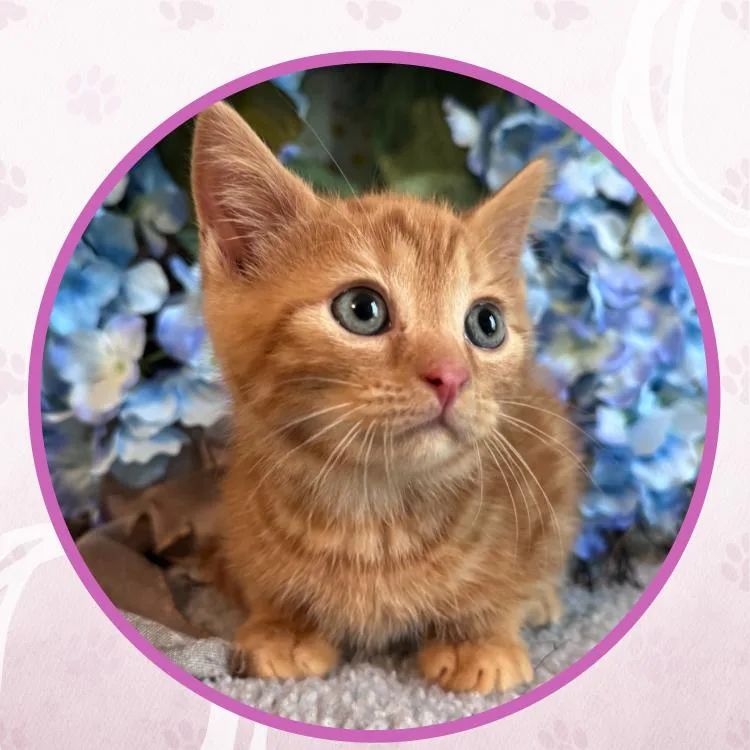 A baby small-sized male Orange / Red Domestic Short Hair cat named Jabberwock for adoption in Toms River, NJ