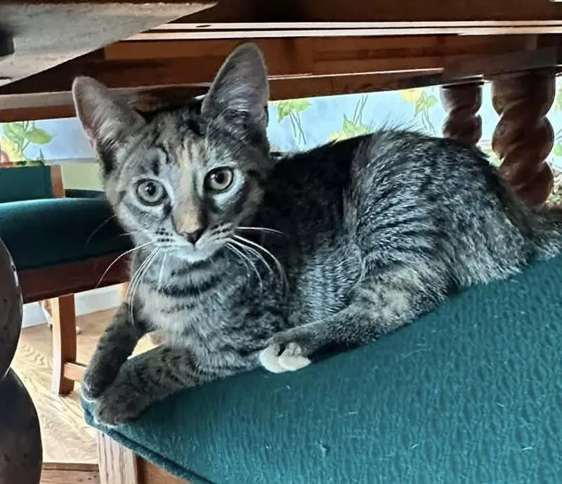 A baby medium-sized female Tabby (Tiger Striped) Domestic Short Hair cat named Coco for adoption in Breinigsville, PA