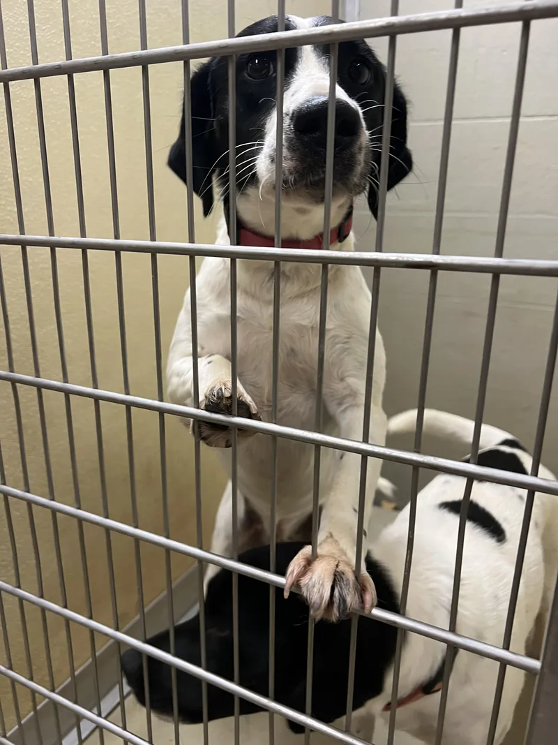 An adult medium-sized female White / Cream English Pointer dog named Nina for adoption in Sparta, NC