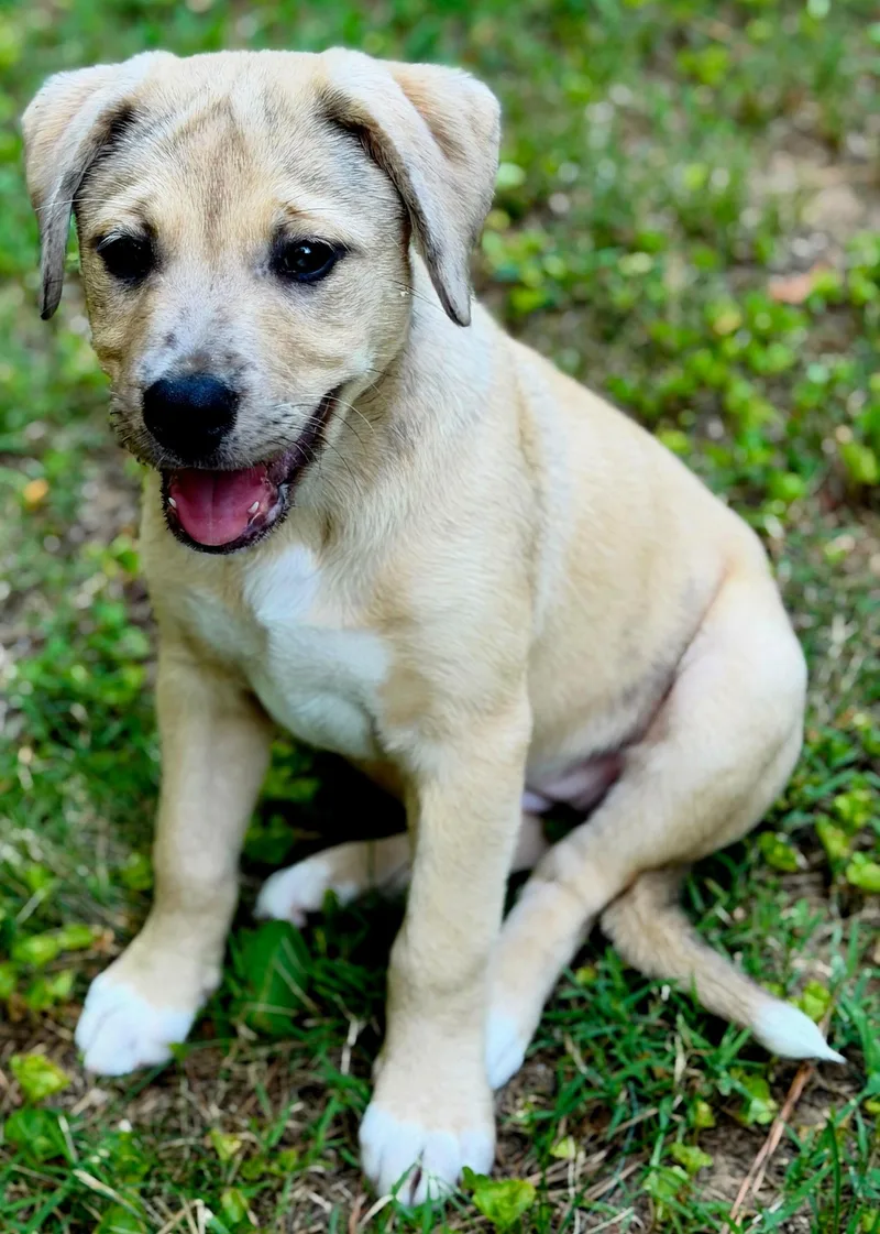 A baby medium-sized female Catahoula Leopard Dog dog named Puppy Maple for adoption in Franklin, TN