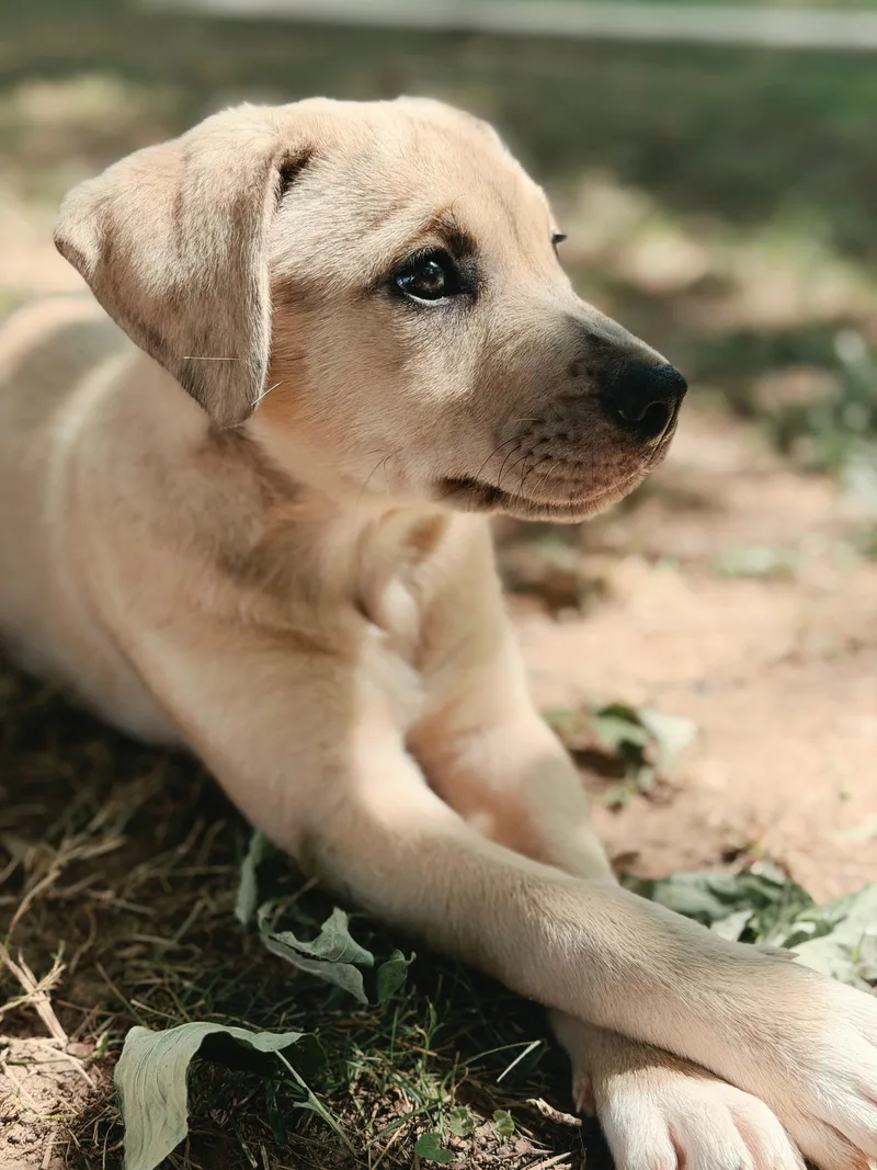 Puppy Maple thumbnail 3