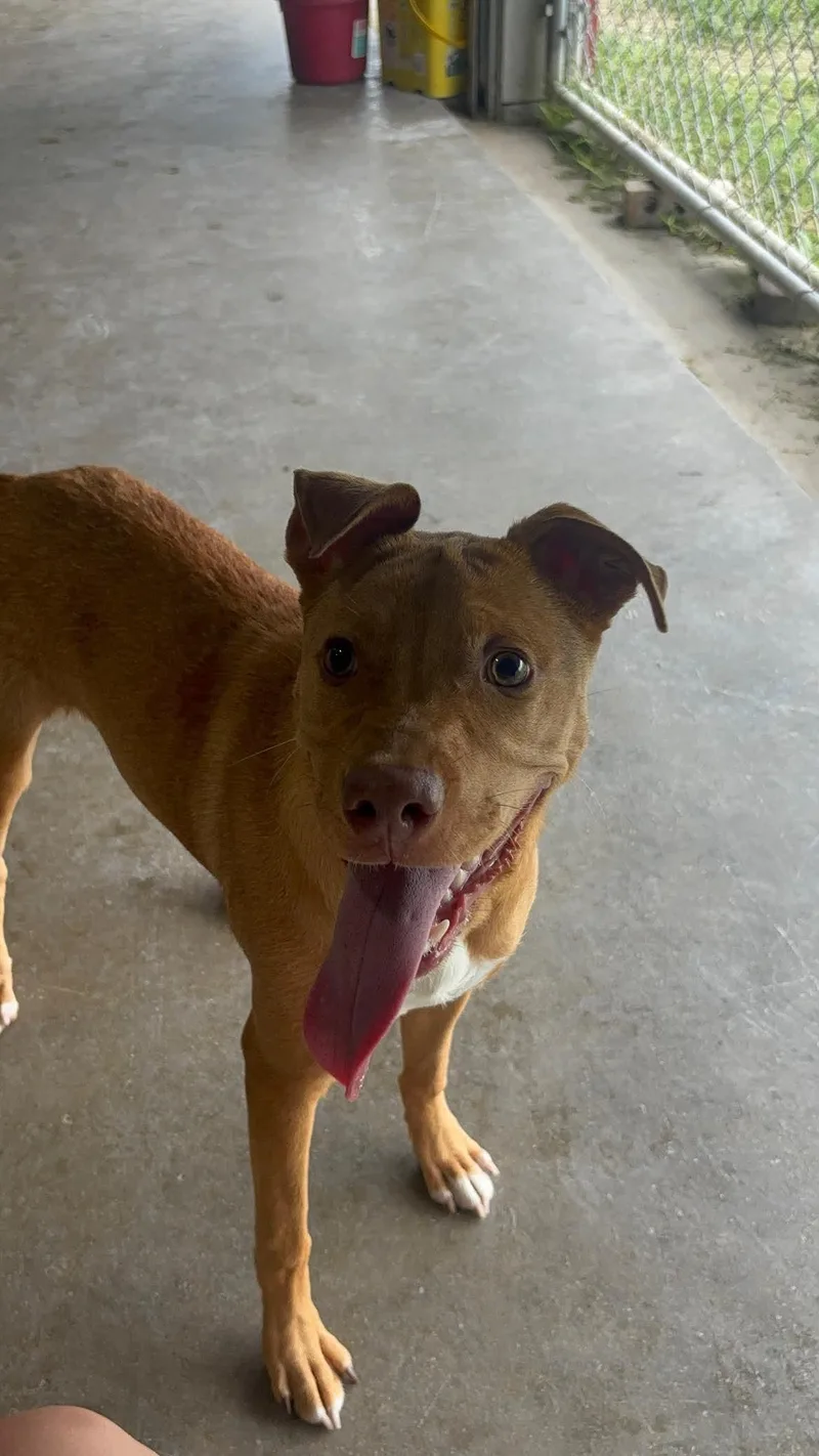 A young medium-sized female Red / Chestnut / Orange Pit Bull Terrier dog named Tootsie for adoption in Port Lavaca, TX