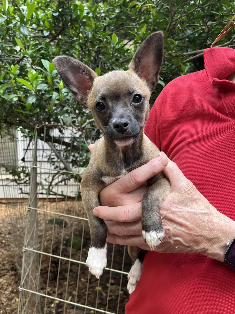 A baby small-sized female Yellow / Tan / Blond / Fawn Chihuahua dog named Independence for adoption in Greensboro, GA