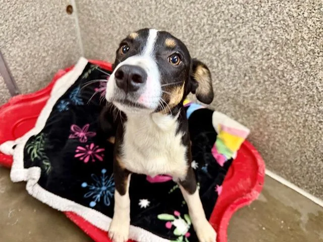 A baby small-sized male Australian Cattle Dog / Blue Heeler dog named Macaron for adoption in Santa Rosa, CA