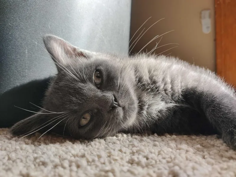 Cat Cafe Bunsen