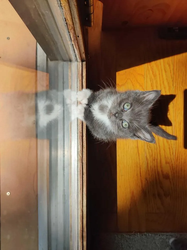 Cat Cafe Bunsen thumbnail 5