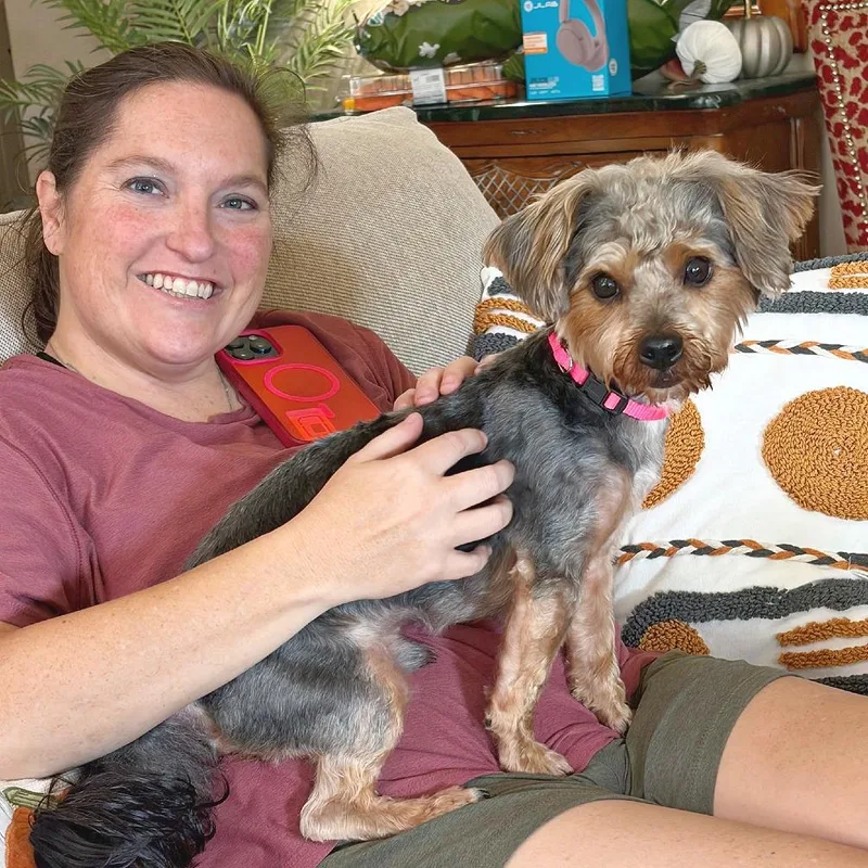 An adult small-sized male Black Yorkshire Terrier dog named Bernie for adoption in Flower Mound, TX