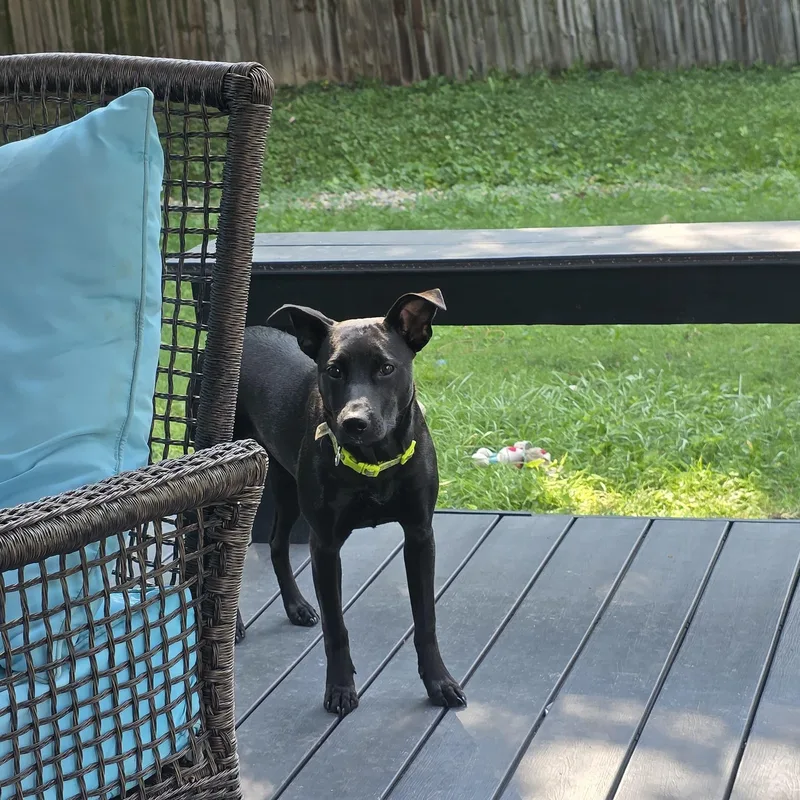 A baby medium-sized female Mixed Breed dog named Martha for adoption in Rincon, PR