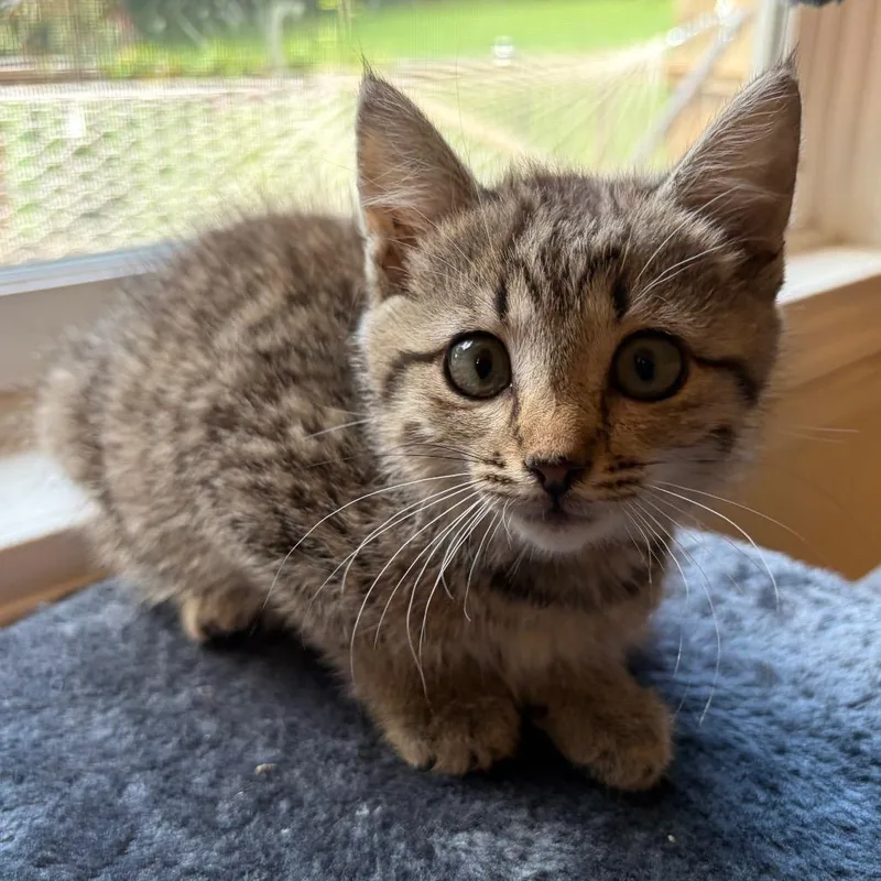 A baby small-sized female Brown / Chocolate Domestic Short Hair cat named Prentiss for adoption in Brownsboro, AL