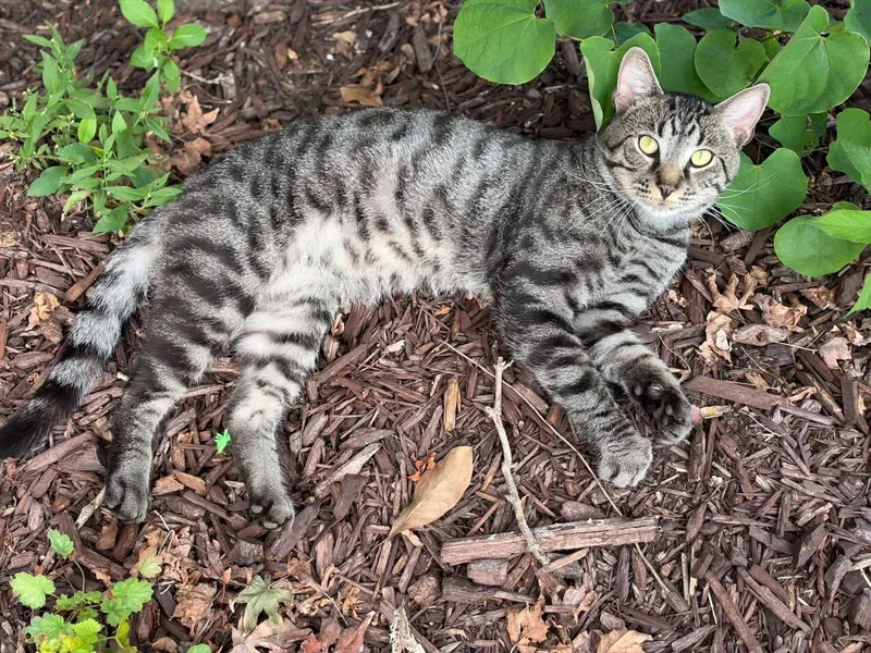 An adult medium-sized male Tabby cat named Tiger for adoption in Richmond Dale, OH