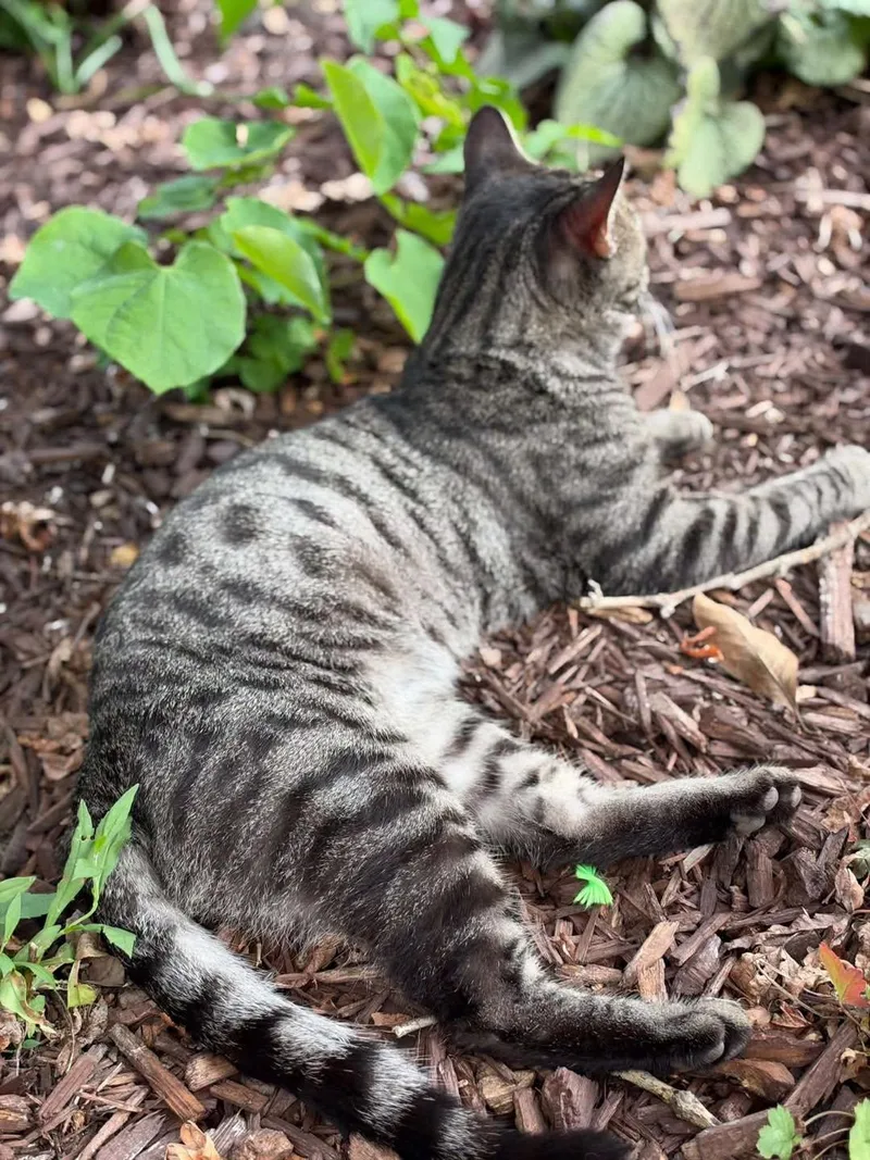 Tiger thumbnail 3