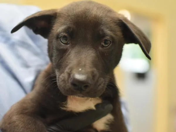 A baby medium-sized male Shepherd dog named Smoothie for adoption in Portland, OR